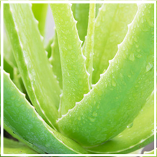 Aloe vera