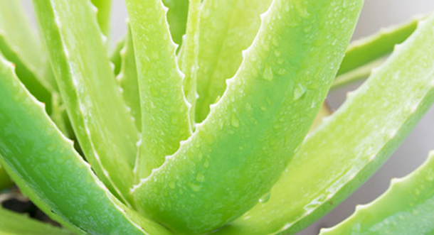 Aloe Vera